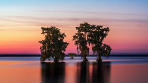 Trees in Lake Moultrie for Waterfront Vacation Rental Page