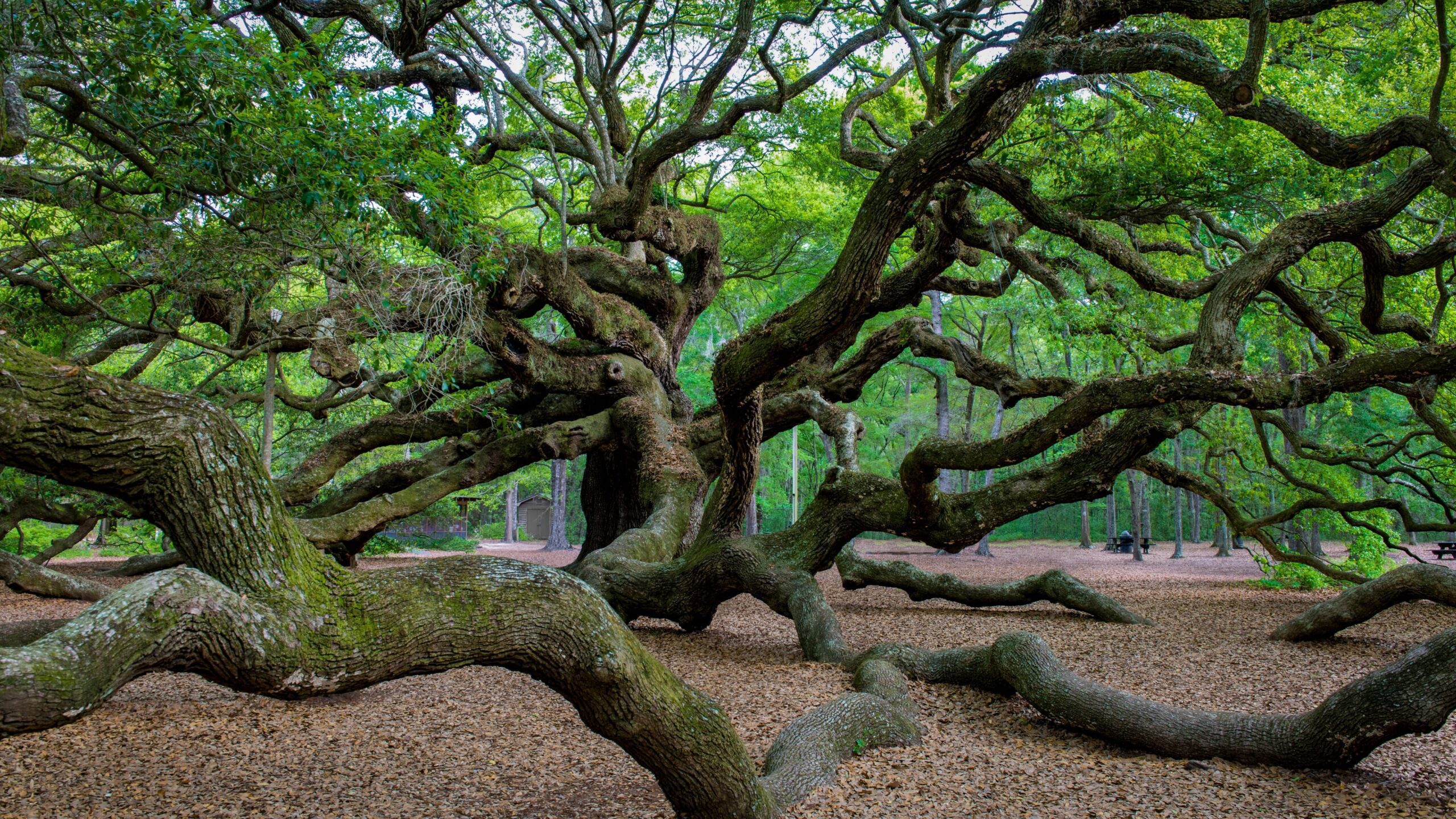 Image of the sprawling Angel Oak Tree found on Johns Island, South Carolina. 