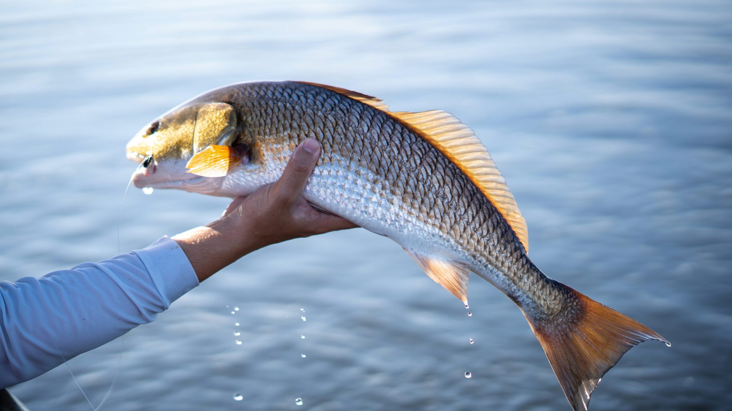 Picture of a Redfish being caught.