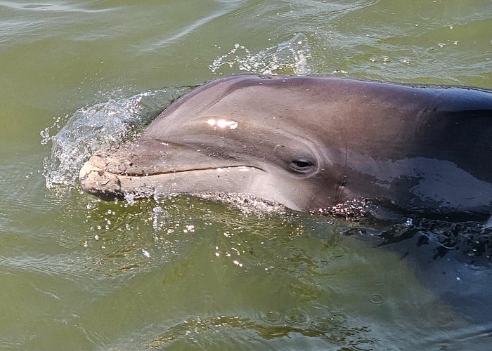 1 Hour Private Dolphin and Nature Tour 1 Hour Private Dolphin and Nature Tour