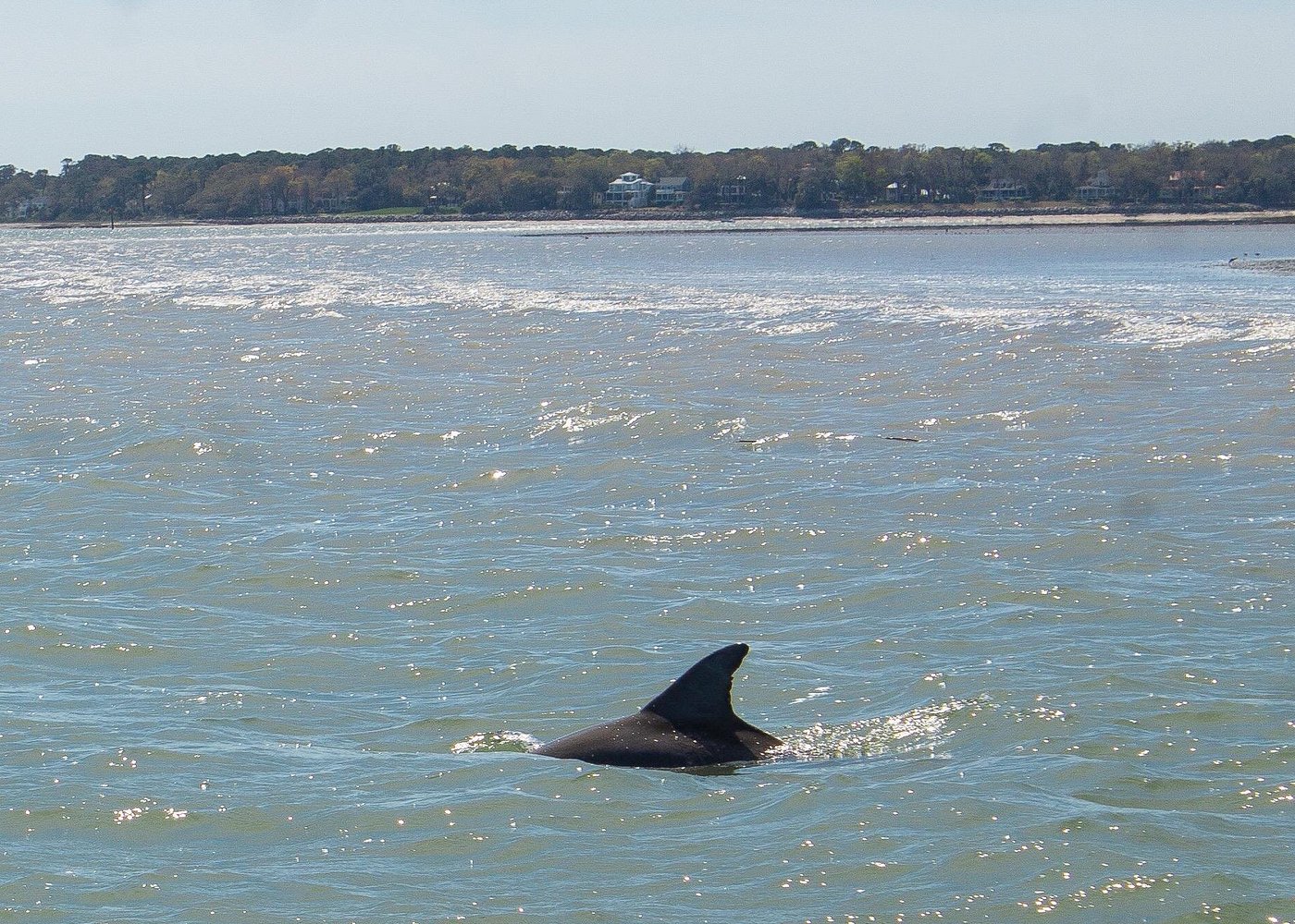 90 Minute Hilton Head Dolphin Tour 90 Minute Hilton Head Dolphin Tour