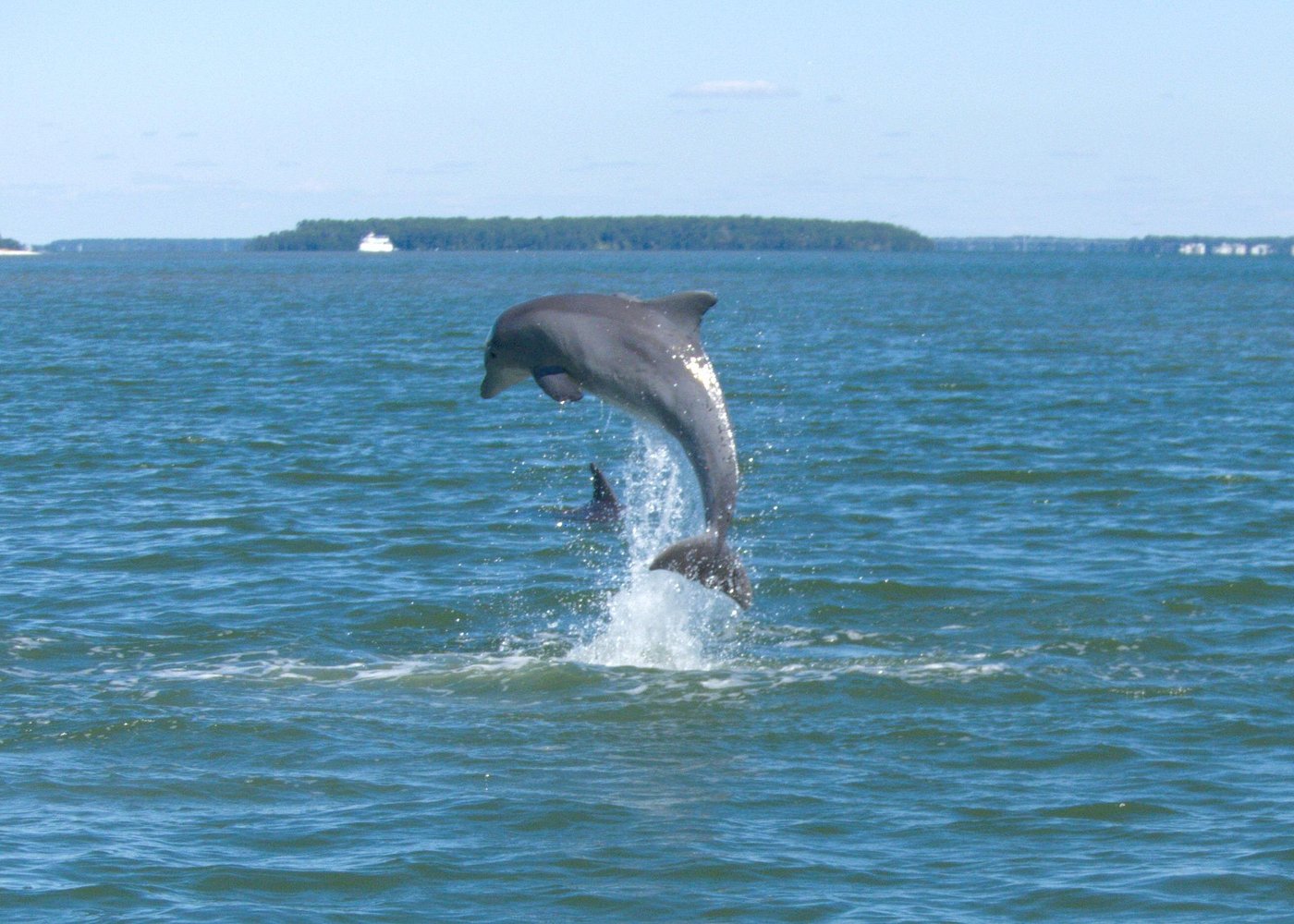 90-Minute Private Dolphin Tour in Hilton Head Island 90-Minute Private Dolphin Tour in Hilton Head Island