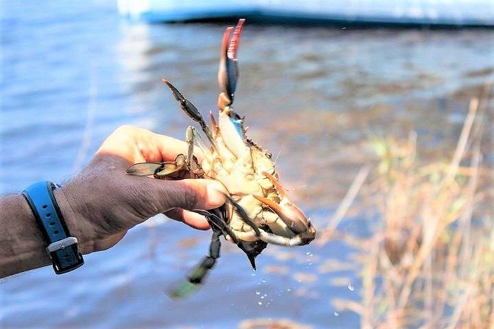 Hilton Head Crabbing Expedition Boat Cruise Hilton Head Crabbing Expedition Boat Cruise