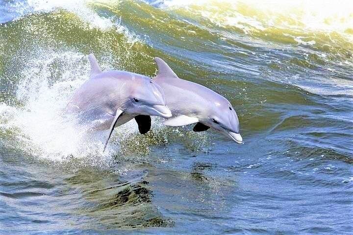 Hilton Head Island Dolphin Watching Nature Cruise Hilton Head Island Dolphin Watching Nature Cruise