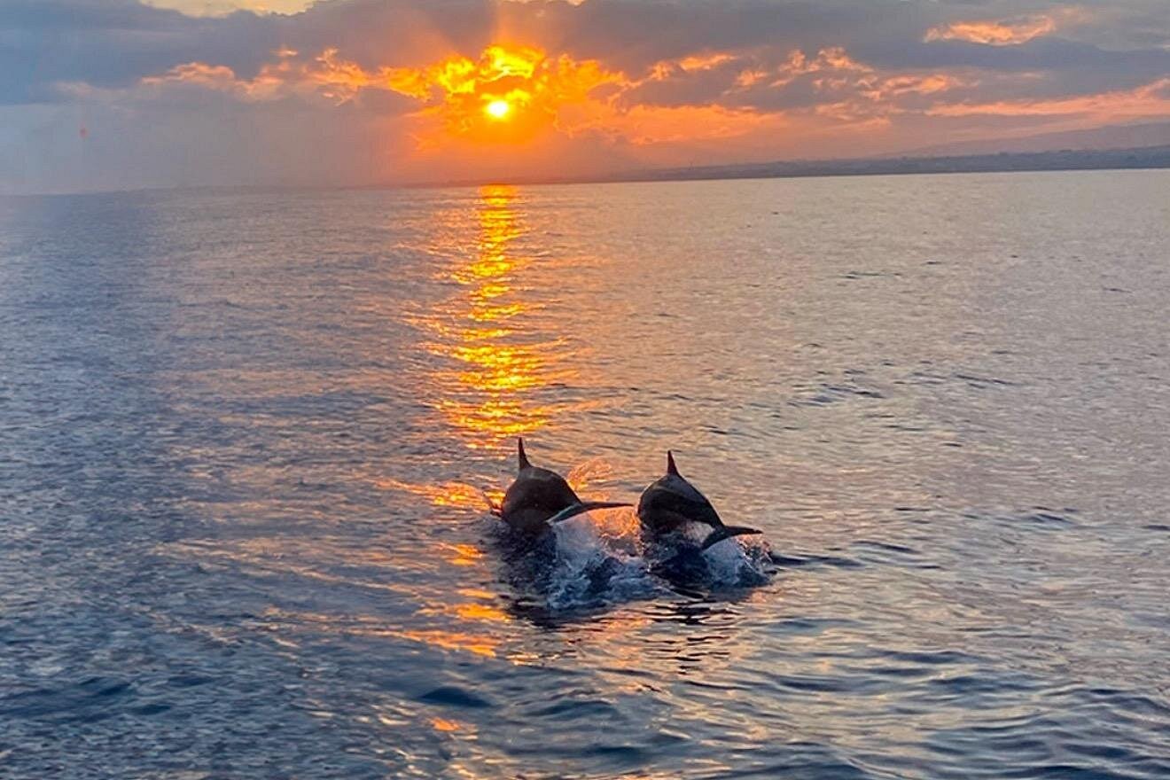 Hilton Head Island Sunset Dolphin Tour Hilton Head Island Sunset Dolphin Tour
