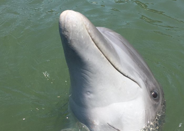 Private Dolphins and Daufuskie Island Stop Tour