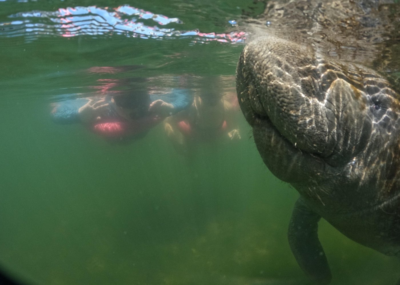 3-Hour Small Group All-Inclusive Manatee Swim with Photo Package