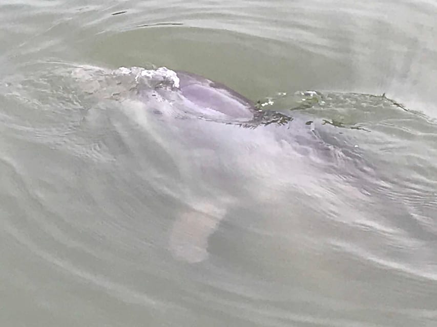 90-Minute Dolphin & Nature Tour 90-Minute Dolphin & Nature Tour