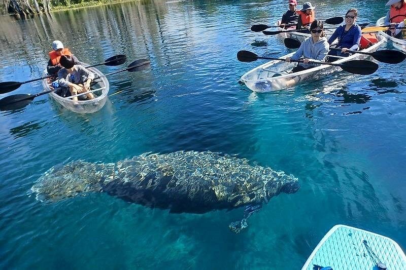 Clear Kayak or Paddleboard Manatee Adventure Clear Kayak or Paddleboard Manatee Adventure