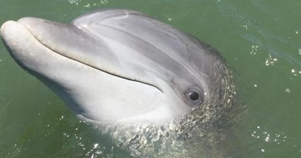 Daytime Dolphin Watching Boat Tour Daytime Dolphin Watching Boat Tour