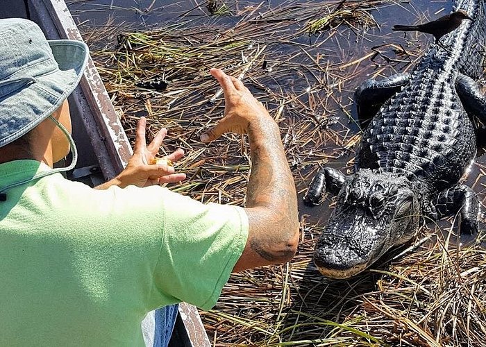 Half-day Everglades National Park Tour and 1-Hour Air Boat Ride