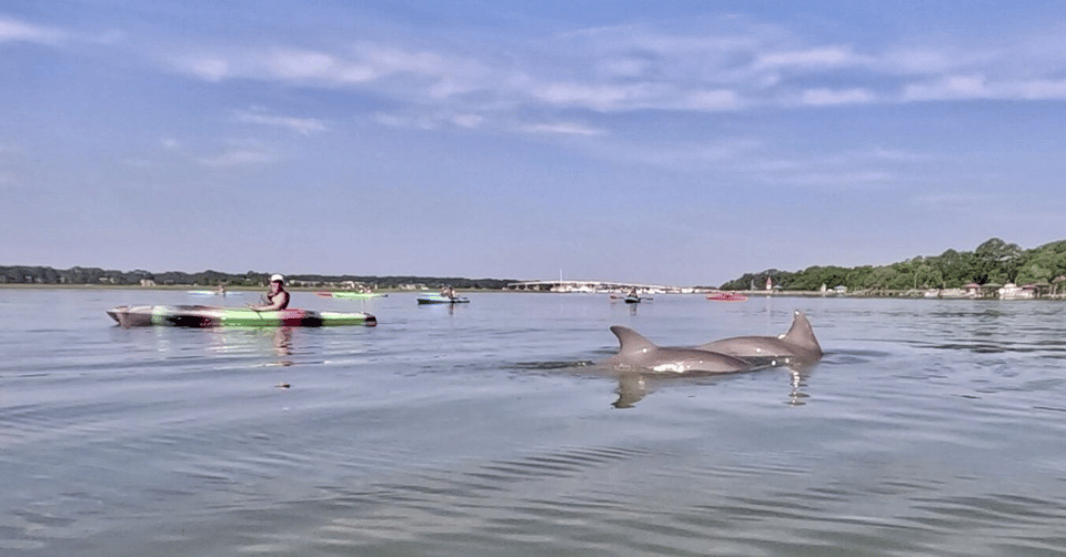 Hilton Head 2-Hour Kayak Dolphin Nature Tour Hilton Head 2-Hour Kayak Dolphin Nature Tour
