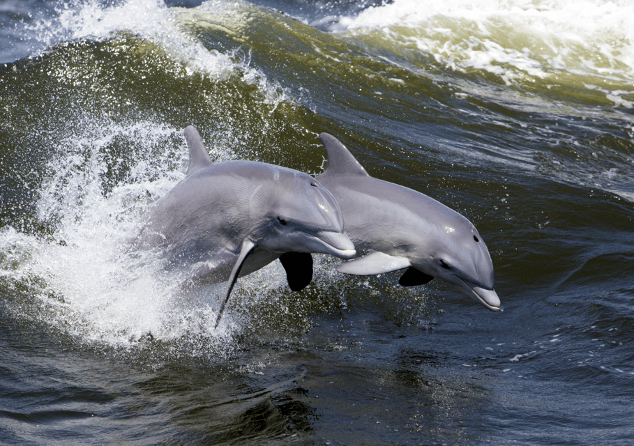 Hilton Head Island Dolphin Nature Cruise Hilton Head Island Dolphin Nature Cruise