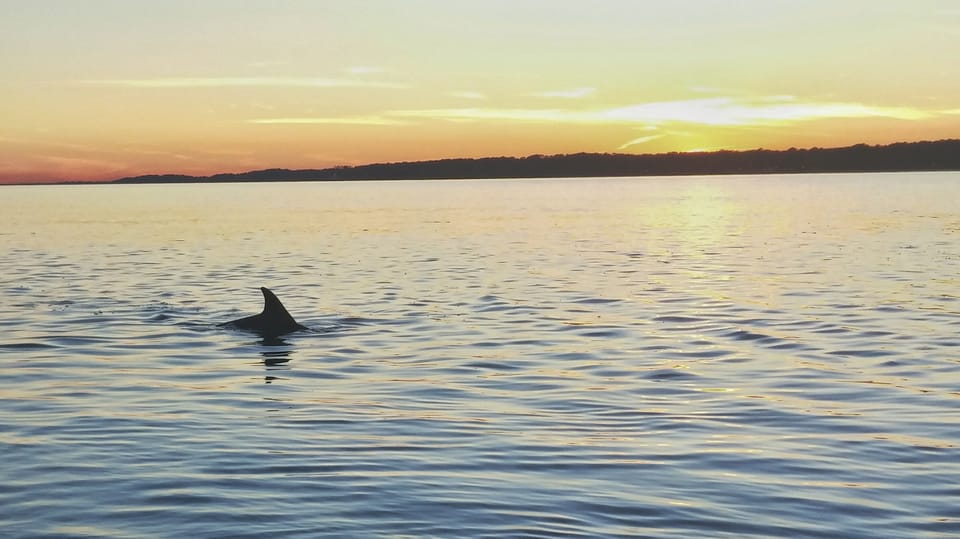Hilton Head Island Dolphin Watching 3-Course Dinner Cruise Hilton Head Island Dolphin Watching 3-Course Dinner Cruise