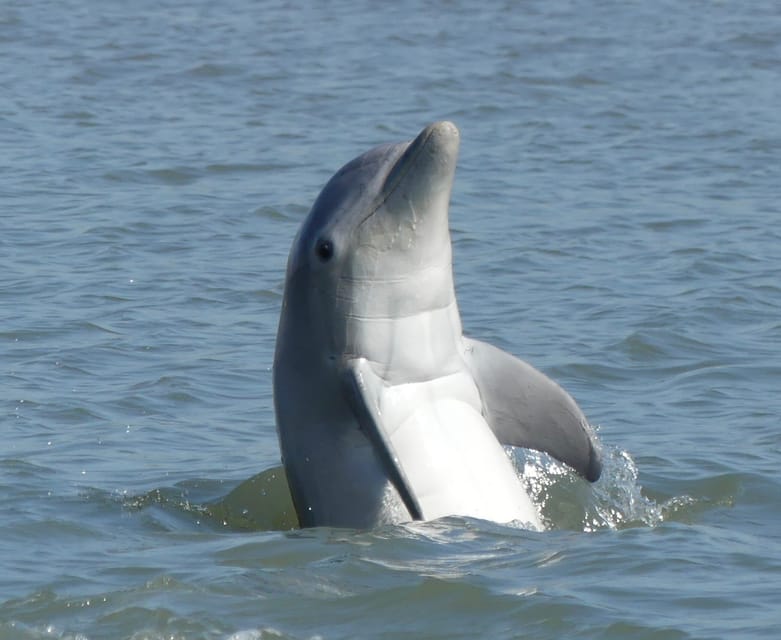 Hilton Head Island Private Dolphin and Nature Tour Hilton Head Island Private Dolphin and Nature Tour