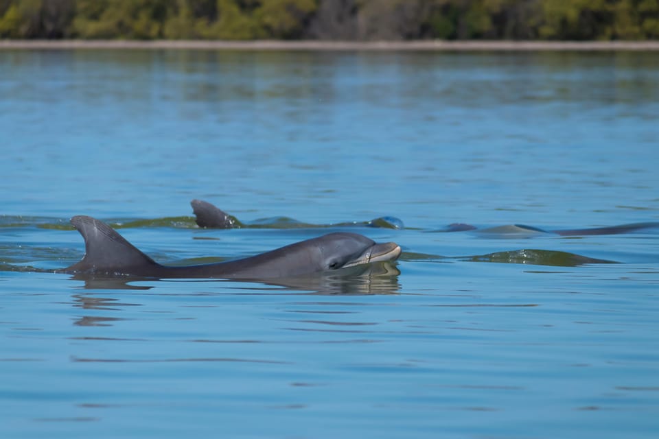 Hilton Head Sunset Dolphin Cruise with Scenic Views Hilton Head Sunset Dolphin Cruise with Scenic Views