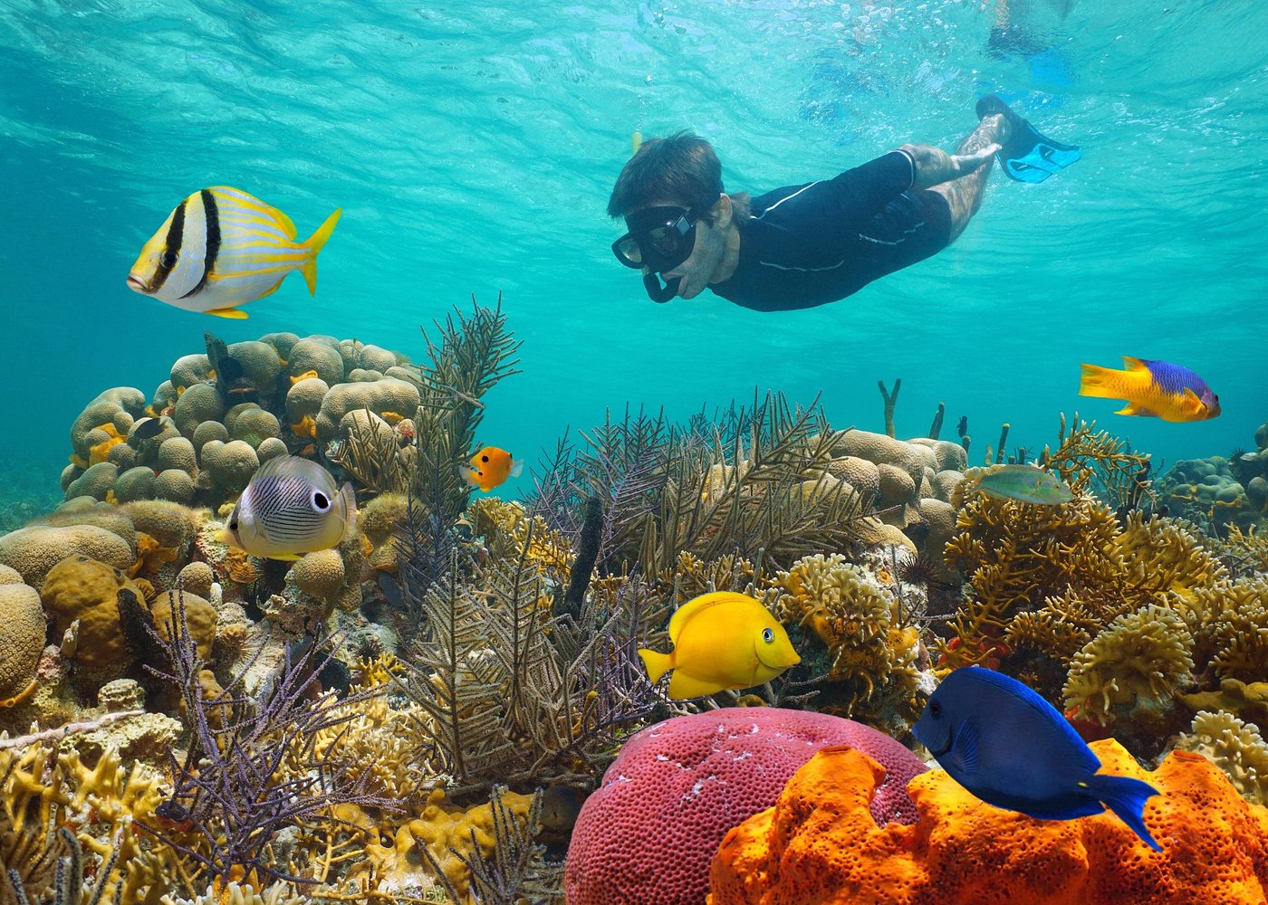 Key West Afternoon Reef Snorkeling with Open Bar Key West Afternoon Reef Snorkeling with Open Bar