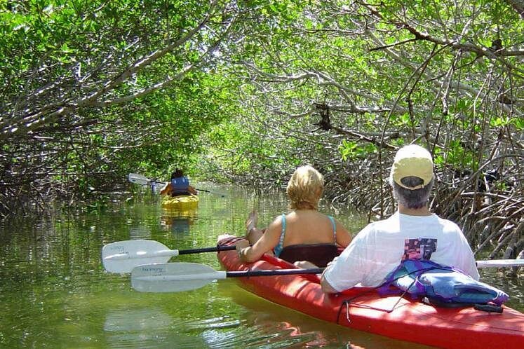 Key West Mangrove Kayak Eco Tour Key West Mangrove Kayak Eco Tour