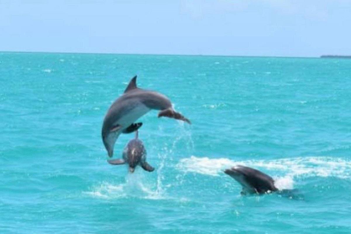 Key West's Favorite Afternoon Dolphin Sail Key West's Favorite Afternoon Dolphin Sail