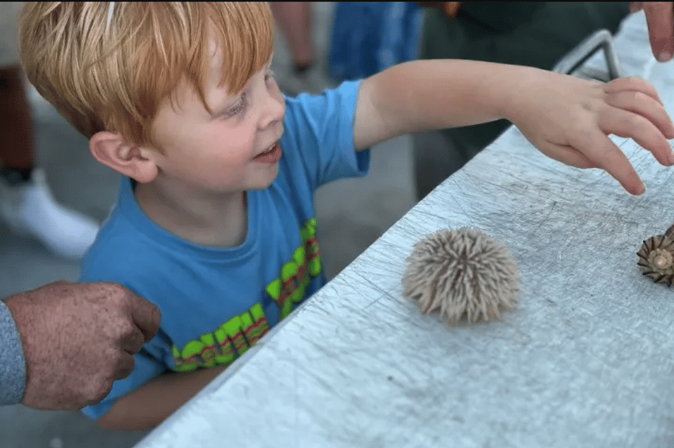 Myrtle Beach Dolphin & Sealife Cruise, Great For All Ages! Myrtle Beach Dolphin & Sealife Cruise, Great For All Ages!