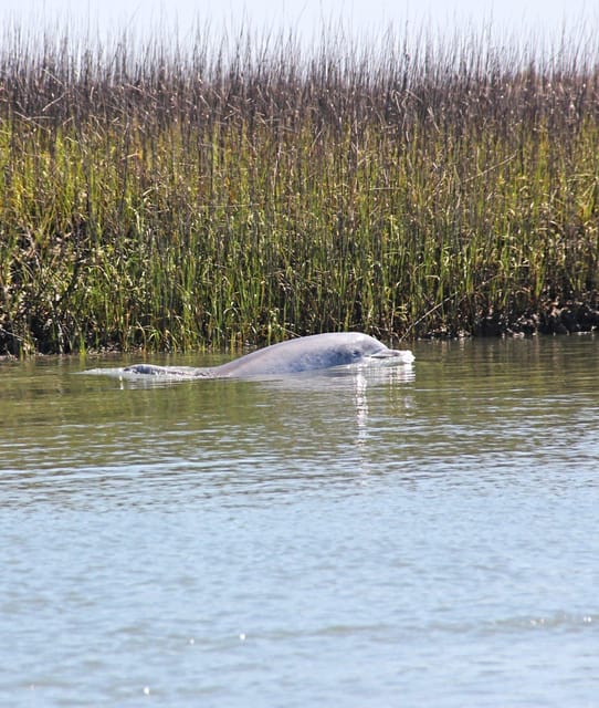 Port Royal Sound Private Boat Charter with Dolphin Watching Port Royal Sound Private Boat Charter with Dolphin Watching