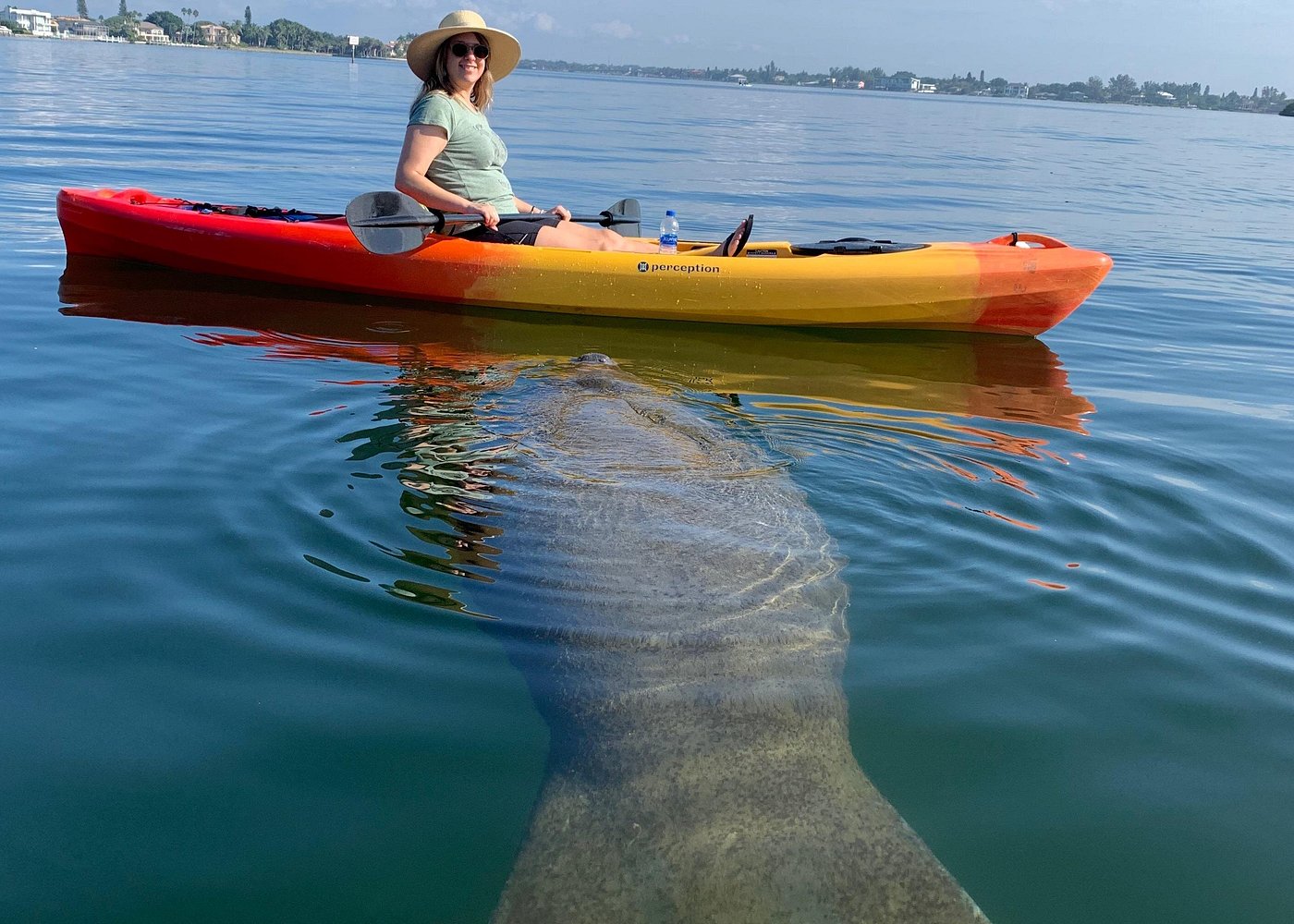Sarasota Mangrove Tunnel Guided Kayak Adventure