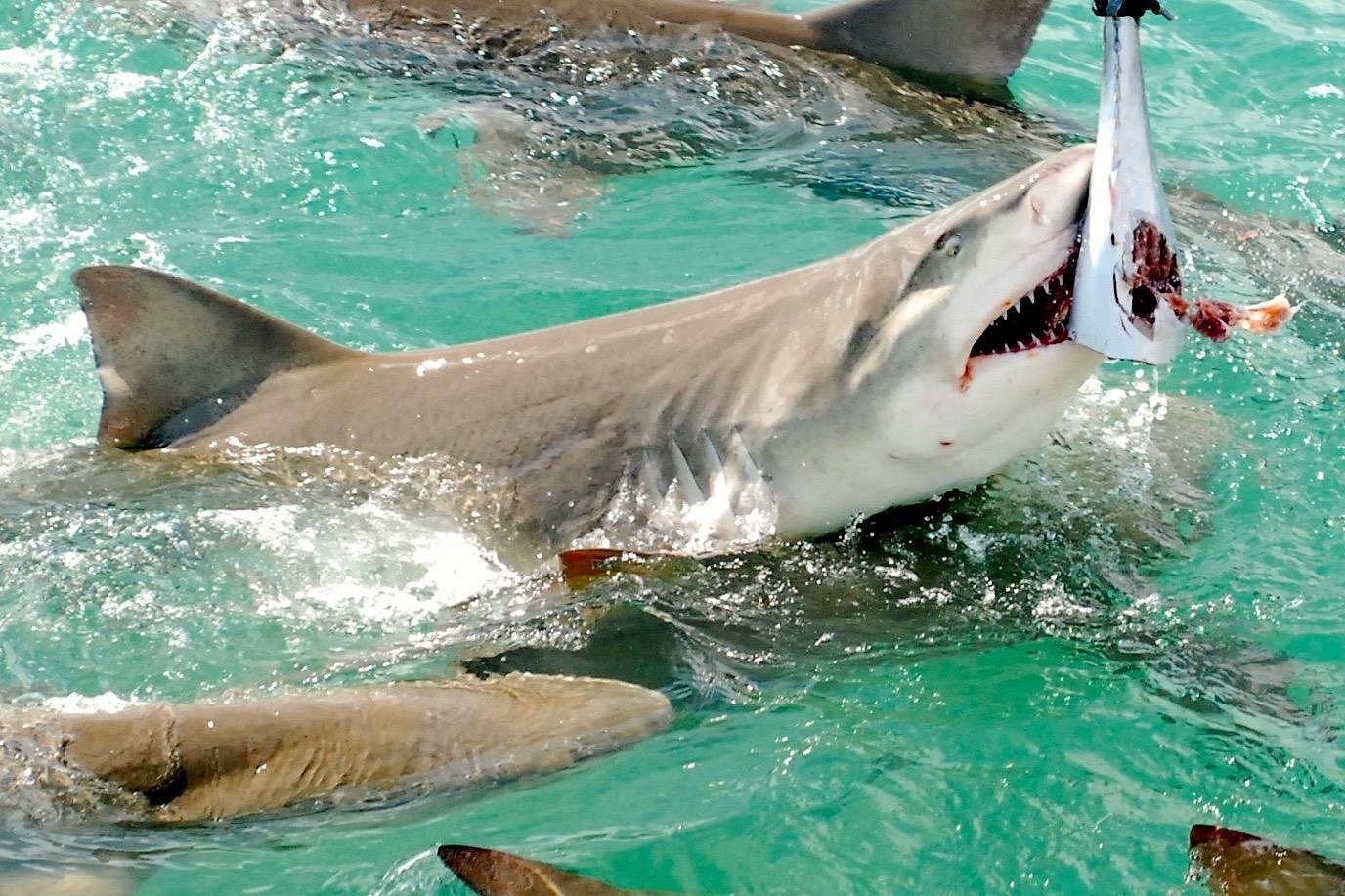 Shark and Wildlife Viewing Adventure in Key West Shark and Wildlife Viewing Adventure in Key West