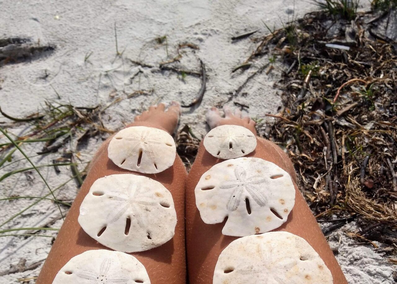 Three Hour Shelling Cruise to Shell Key Preserve from John's Pass