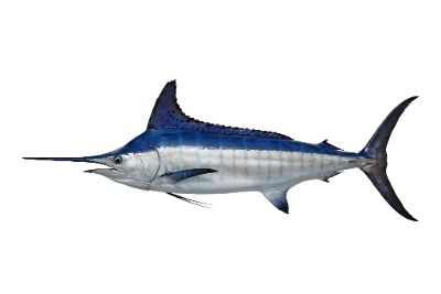 Blue Marlin Icon