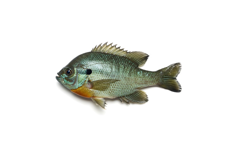 Bluegill Icon