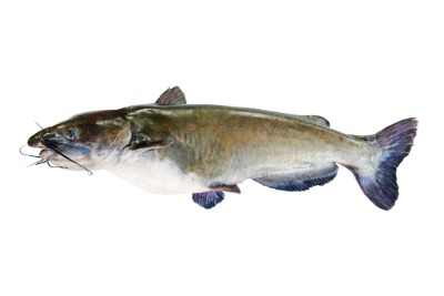 Catfish Icon