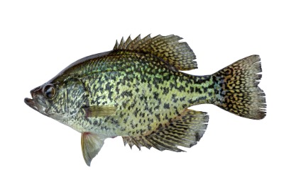 Crappie Icon