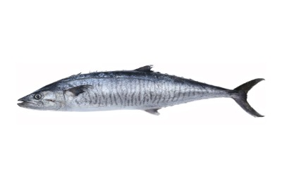 King Mackerel Icon (1)