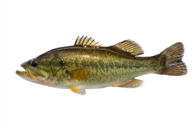 Largemouth Bass Icon