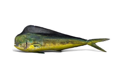 Mahi Mahi Icon