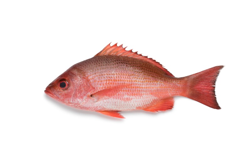 Red Snapper Icon