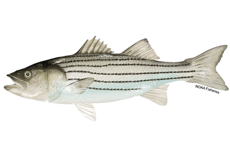 Striped Bass