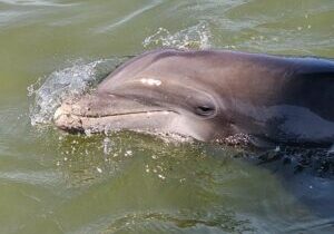 1 Hour Private Dolphin and Nature Tour