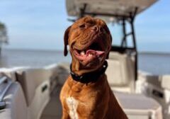 2021 Sea Fox 26ft Cruising Trips in Charleston, South Carolina