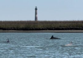 2hr Private River Cruise with stop at Morris Island
