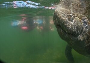3-Hour Small Group All-Inclusive Manatee Swim with Photo Package