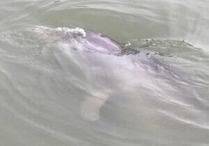 90-Minute Dolphin & Nature Tour