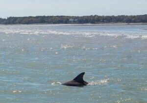 90 Minute Hilton Head Dolphin Tour