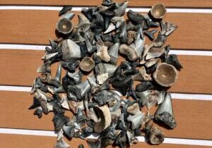 Barrier Island Fossil Excursion