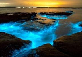 Bioluminescence Clear Kayak or Paddleboard Tour Near Orlando