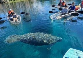 Clear Kayak or Paddleboard Manatee Adventure