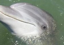 Daytime Dolphin Watching Boat Tour