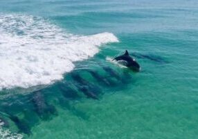 Destin Dolphin Cruise