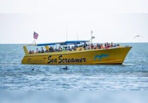 Dolphin Cruise on the Sea Screamer