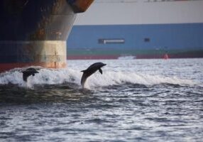 Dolphin Spotting Cruise from Shem Creek